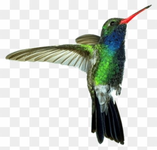 Free Png Download Hummingbird Red Green Png Images - Humming Bird Png Clipart