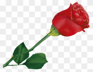 Beautiful Single Rose Flower - Free Vector Rose Clipart