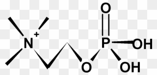 A) Phosphorylchline B) Bound To Mcpc603 Antibody Clipart