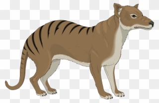 Tasmanian Tiger Png - Thylacine Clipart Transparent Png