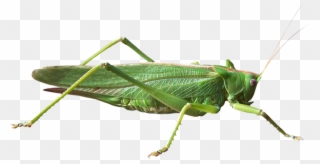 Grasshopper Png - Grasshopper Transparent Background Clipart