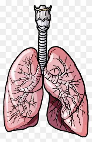 Female Respiratory System - Apple Clipart