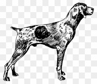 Shorthaired German Pointer Silhouette Clip Art - German Shorthaired Pointer Black And White Clipart - Png Download