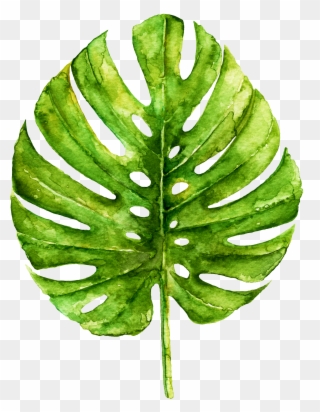 Monstera Drawing Botanical Illustration Clipart