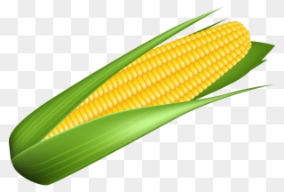 Corn Transparent Image - Corn Kernels Clipart