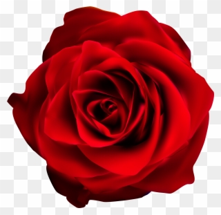 Rose Clipart Of Roses - Floribunda - Png Download