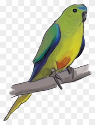 African Grey Parrot Clipart Cute - Lovebird - Png Download
