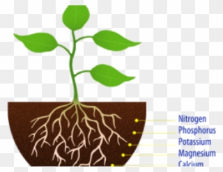 Roots Clipart Transparent Background - Plant With Root Clipart - Png Download