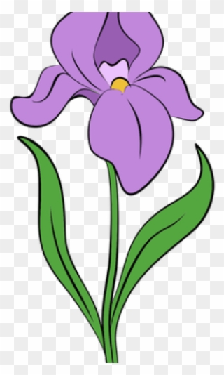 Drawn Iris Irish Flower - Iris Flower Drawing Png Clipart
