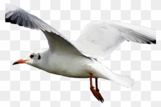 Tern Clipart Transparent - Seagull Png