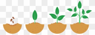 Seeds Take Time To Grow - Growing Process Of A Plant Clipart