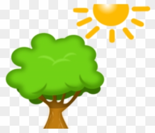 Sunlight Clipart Sunlight Plant - Tree Clipart Transparent Background - Png Download