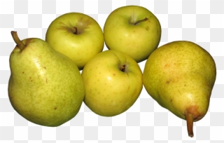 Yellow Transparent Apples - Apple Pear Fruit Clipart