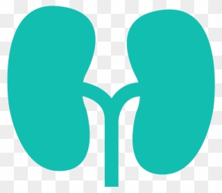 Kidney Clipart Healthy Kidney - Circle - Png Download