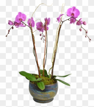 1024 X 1024 3 - Moth Orchid Clipart