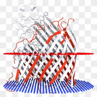Transmembrane Regions Opm - Illustration Clipart