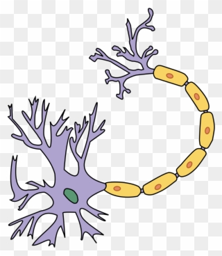 File - Portal Physiology - Svg - Labelled Nerve Cell Diagram Clipart