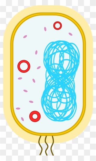 An Example Of A Bacterial Cell - Simplest Organelle Clipart
