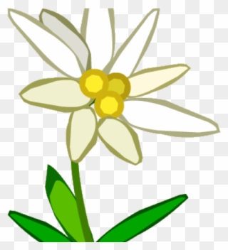 Edelweiss Border Cliparts - Bunga Edelweis Png Transparent Png