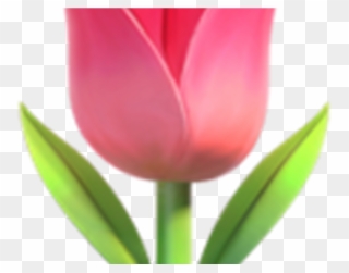 Transpa Flower Emoji Hot Trending Now - 🌷 Emoji Clipart