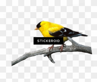 Free Png Download European Robin Birds Png Images Background - Papeis De Parede Para Celular Clipart