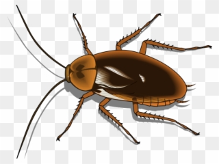 Cockroach Clipart Pest - Transparent Background Cockroach Clipart - Png Download
