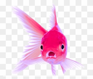 Fighter Fish Price In India Clipart