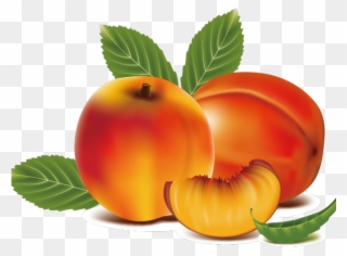 Peach Clipart Apricot - Peach Fruit Clip Art - Png Download