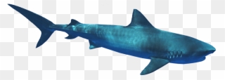 C - Bronze Hammerhead Shark Clipart