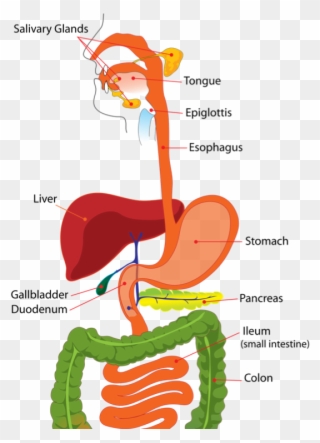 Next I Entered Another Long Tube - Human Digestive System Image In Hindi Clipart