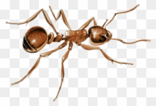 This Png File Is About An - Ants Clipart