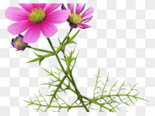 Cosmos Clipart Flower Garden - Chrysanthemum - Png Download