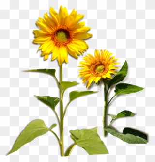 Common Sunflower Plant Download - Plant Girasol Png Clipart