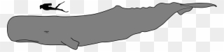 2000 X 473 2 - Sperm Whale Vs Human Size Clipart