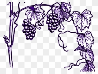 Grapes Clipart Vine Clip Art - Grape Plant Clipart - Png Download