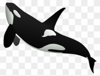 Killer Whale Clipart Simple - Killer Whale Full Body - Png Download