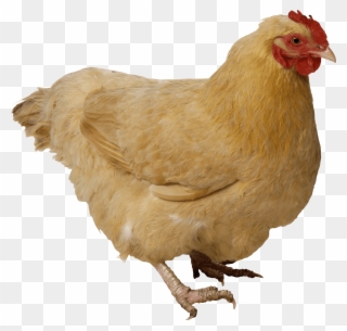 Chicken Animal - Chicken Transparent Clipart