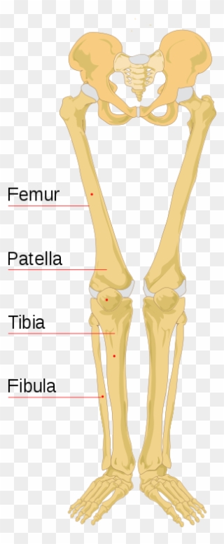 File Human Bones Labeled - Labeled Leg Bone Diagram Clipart