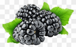 Blueberry Clipart Blackberry Bush - Blackberry Fruit Png Transparent Png