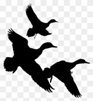 Png Free Library Flying Silhouette At Getdrawings Com - Ducks Flying Black And White Clipart