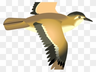 Sea Bird Clipart 3 Bird - Cartoon Bird Flying Transparent - Png Download