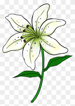 C Monogram Clipart - Lily Flower Drawing Easy - Png Download