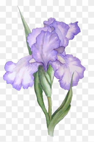 Flower Clip Art Free - Iris Flower Transparent Background - Png Download