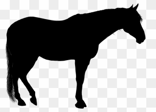 American Quarter Horse American Paint Horse Stallion - Standing Horse Silhouette Clipart