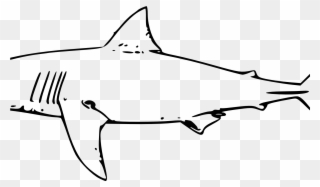 Bull Shark Clipart Line Drawing Pencil And In Color - Great White Shark Line Art - Png Download