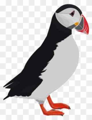 Week - Atlantic Puffin Clipart - Png Download