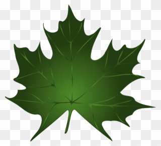 Green Maple Leaf Clipart Kid - Vector Graphics - Png Download