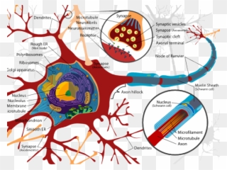 Synapse Clipart Neuron - Neuron Membrane - Png Download