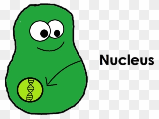 Dna Replication Occurs In The Nucleus Of The Cell Clipart