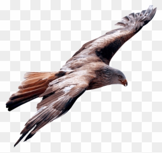 This Png File Is About Vulture , Eagle , Bird - True Leader Is One Who Is Humble Enough Clipart